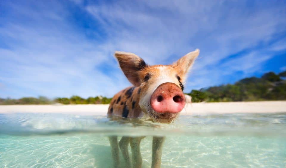 little-exuma-adventures | Hideaways Beach Resort Exuma, GeorgeTown Vacation Rentals Pig swimming in clear turquoise water with a sandy beach and blue sky in the background (water level shot).