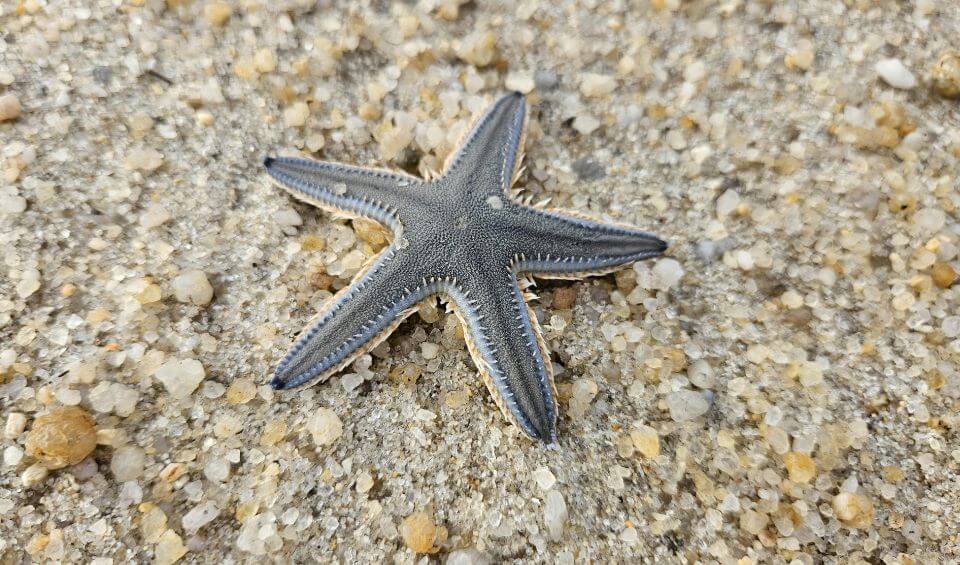 man-o-war-cay | Hideaways Beach Resort Exuma, GeorgeTown Vacation Rentals Five-armed starfish resting on grainy sandy beach.